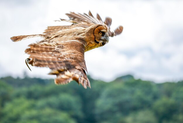 Selektive Fokusaufnahme einer fliegenden Eule über dem Wald