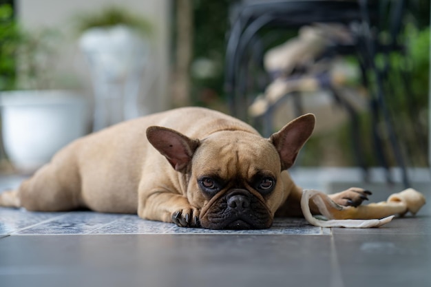 Selektive Fokusaufnahme einer französischen Bulldogge, die mit einem Rohhautknochen auf dem Boden liegt