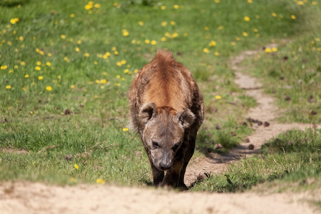 Kostenloses Foto selektive fokusaufnahme einer hyäne, die den hügel in einem holländischen zoo hinaufgeht