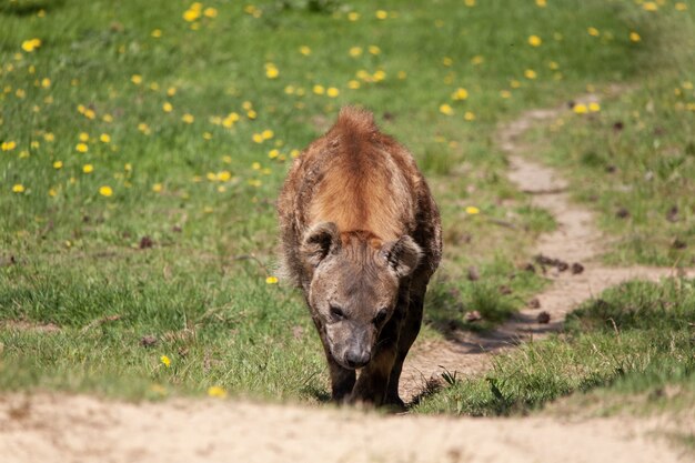 Selektive Fokusaufnahme einer Hyäne, die den Hügel in einem holländischen Zoo hinaufgeht