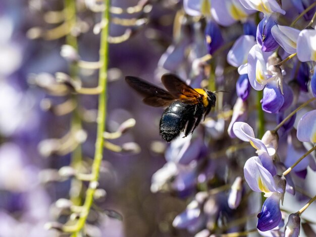 Selektive Fokusaufnahme einer japanischen Tischlerbiene, die Pollen auf einer lila Blume sammelt