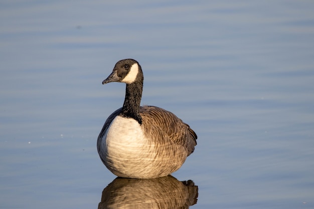 Selektive Fokusaufnahme einer kanadischen Gans, die auf einem Teich schwimmt