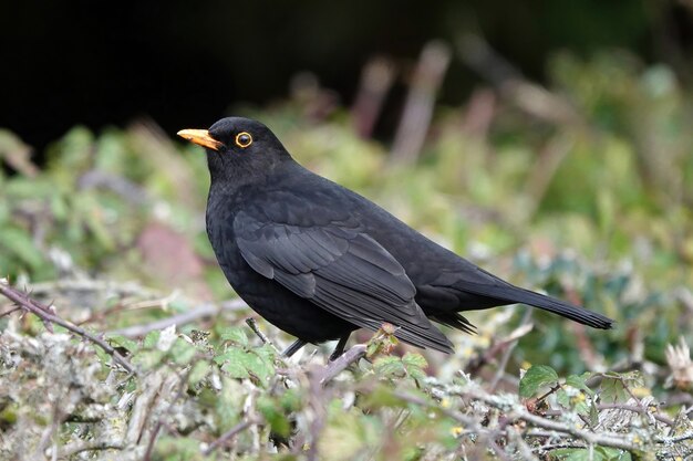 Selektive Fokusaufnahme einer kleinen Amsel auf einem Ast