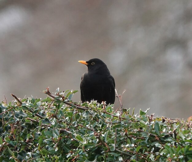 Selektive Fokusaufnahme einer kleinen Amsel auf einem Ast