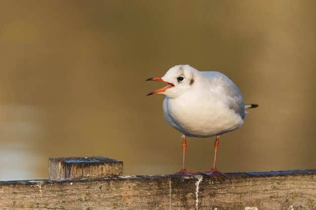 Selektive Fokusaufnahme einer kleinen Möwe, die auf dem Holzsteg sitzt