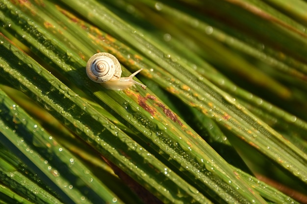 Kostenloses Foto selektive fokusaufnahme einer kleinen schnecke auf taufrischem grünem gras in der morgensonne