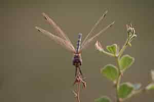 Kostenloses Foto selektive fokusaufnahme einer libelle, die bei tageslicht in der nähe von pflanzen fliegt