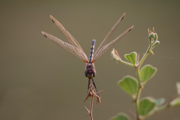 Selektive Fokusaufnahme einer Libelle, die bei Tageslicht in der Nähe von Pflanzen fliegt