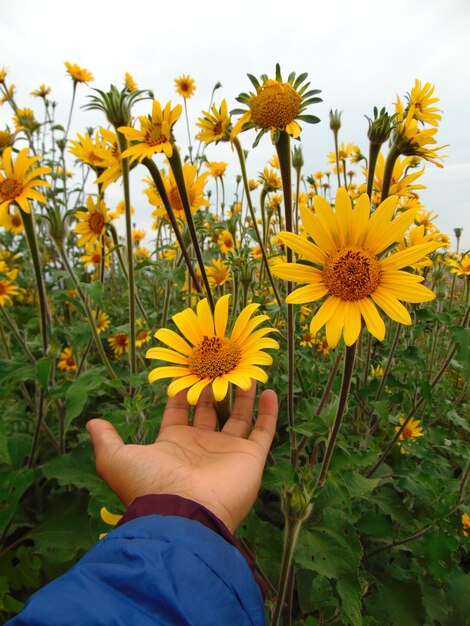 Selektive Fokusaufnahme einer männlichen Hand, die Sonnenblumen auf einem Feld berührt