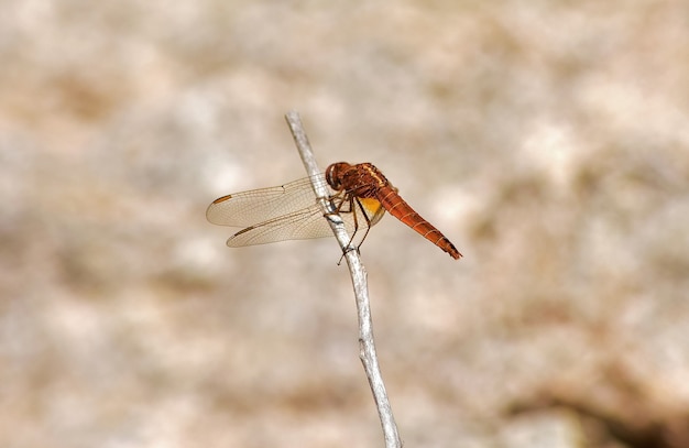 Kostenloses Foto selektive fokusaufnahme einer orangefarbenen libelle auf einem zweig