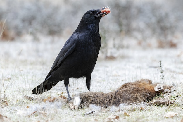 Selektive fokusaufnahme einer rabenkrähe (corvus corone), die sich von einem toten kaninchen ernährt