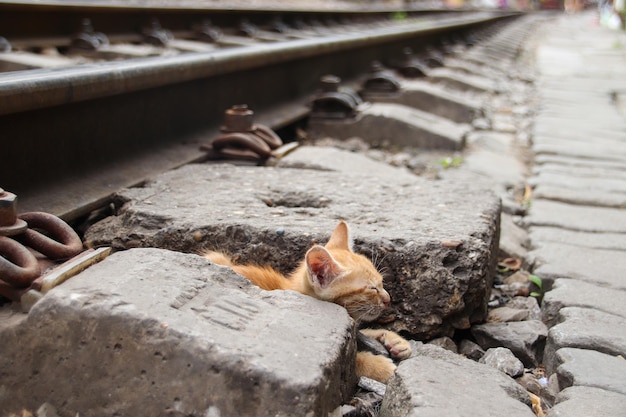 Selektive Fokusaufnahme einer schläfrigen Katze, die auf der Eisenbahn liegt