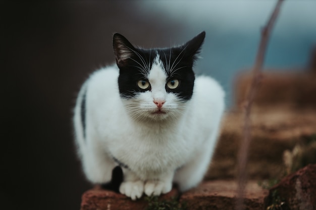 Selektive Fokusaufnahme einer schönen schwarz-weißen Katze auf einer Steinoberfläche