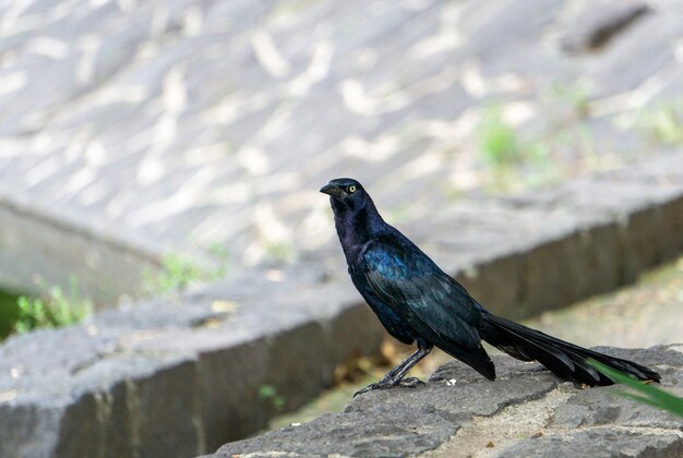 Selektive Fokusaufnahme einer schwarzen Krähe mit wütendem Blick auf das steinige Gebäude