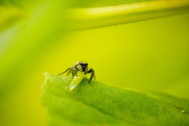 Selektive Fokusaufnahme einer Spinne, die mit ihrer Beute springt