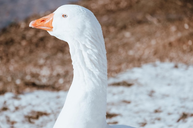 Kostenloses Foto selektive fokusaufnahme einer weißen gans auf einem schneebedeckten feld