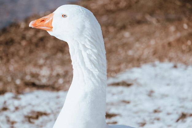 Selektive Fokusaufnahme einer weißen Gans auf einem schneebedeckten Feld