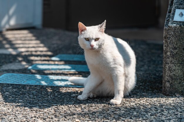 Selektive Fokusaufnahme einer weißen süßen Katze mit grünen Augen