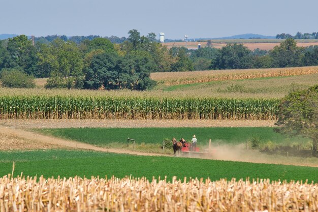 Selektive Fokusaufnahme einer Wiese mit einer Person, die auf einem Wagen steht, der an zwei Pferden befestigt ist