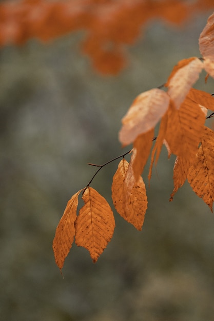 Selektive Fokusaufnahme eines Baumastes mit orangefarbenen Blättern im Herbst