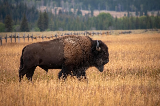 Selektive Fokusaufnahme eines einsamen Bisons, der in einem sonnigen Weizenfeld mit Bäumen im Hintergrund spaziert