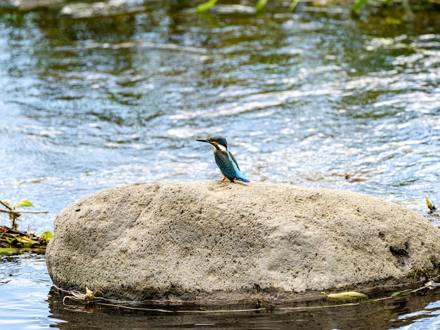 Kostenloses Foto selektive fokusaufnahme eines eisvogels, der auf dem stein thront