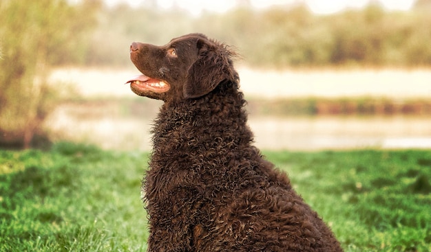 Kostenloses Foto selektive fokusaufnahme eines entzückenden, lockigen retrievers