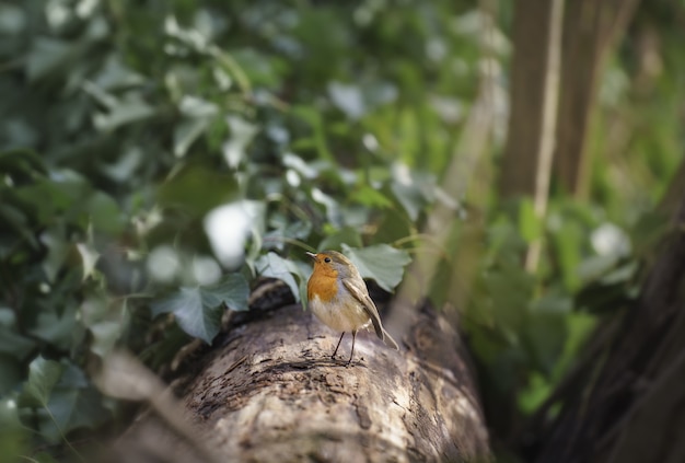 Selektive Fokusaufnahme eines entzückenden Rotkehlchenvogels, der auf dem Baum mit grünen, dichten Blättern steht