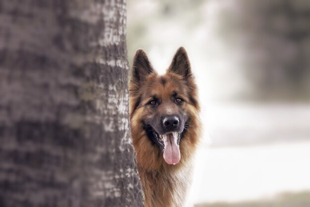 Selektive Fokusaufnahme eines entzückenden Schäferhundes im Freien bei Tageslicht