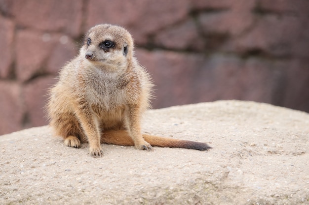 Selektive Fokusaufnahme eines Erdmännchens auf einem Felsen