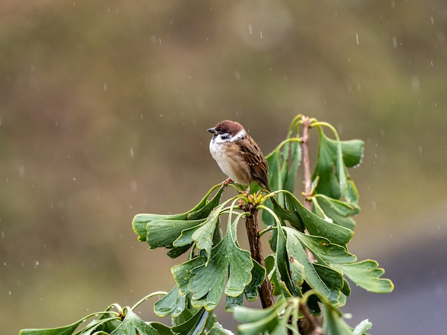 Selektive Fokusaufnahme eines Eurasischen Baumsperlings auf einem Ginkgobaum im Regen