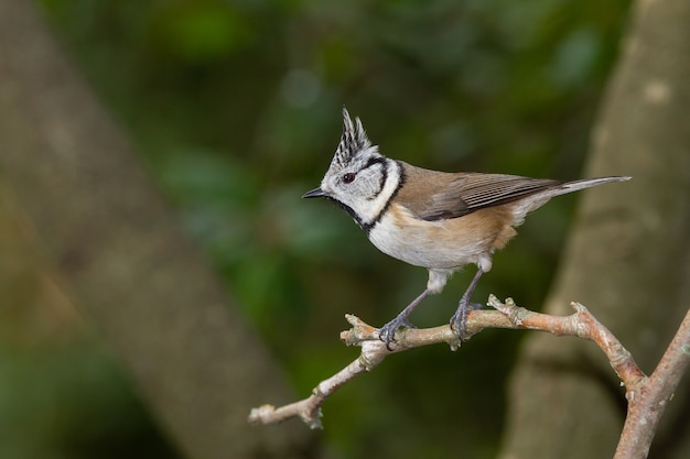 Selektive Fokusaufnahme eines europäischen Haubenmeisevogels auf einem Ast