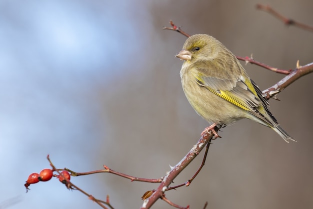 Kostenloses Foto selektive fokusaufnahme eines exotischen schwarz-gelben vogels, der auf einem ast sitzt