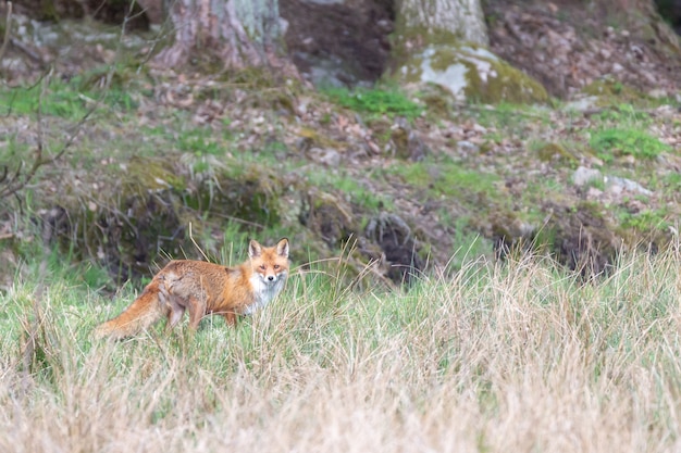 Selektive Fokusaufnahme eines Fuchses in der Ferne beim Blick auf die Kamera in Schweden