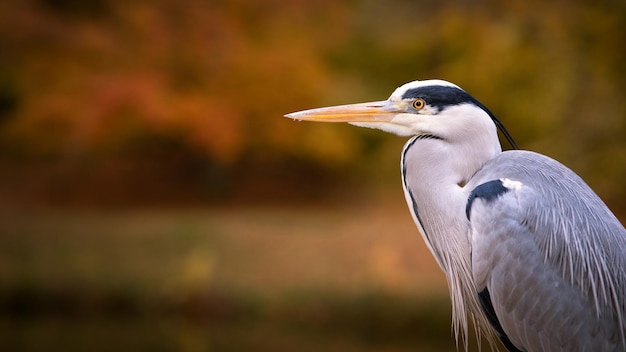 Selektive Fokusaufnahme eines Graureihers in der Natur