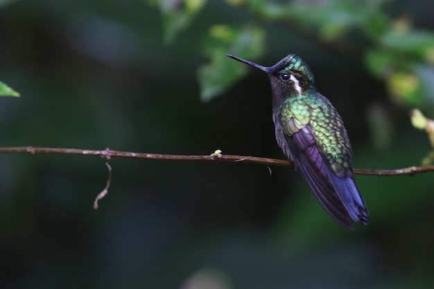 Selektive Fokusaufnahme eines grünvioletten Kolibris auf einem dünnen Ast