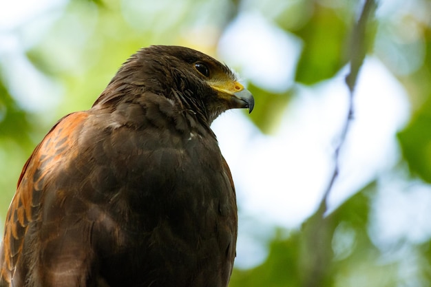Kostenloses Foto selektive fokusaufnahme eines harrison hawk, greifvogels