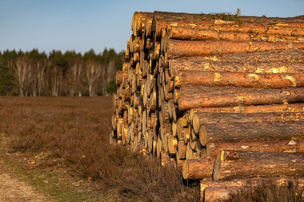 Kostenloses Foto selektive fokusaufnahme eines haufens von abgeholzten bäumen in einem wald auf einem braunen grund