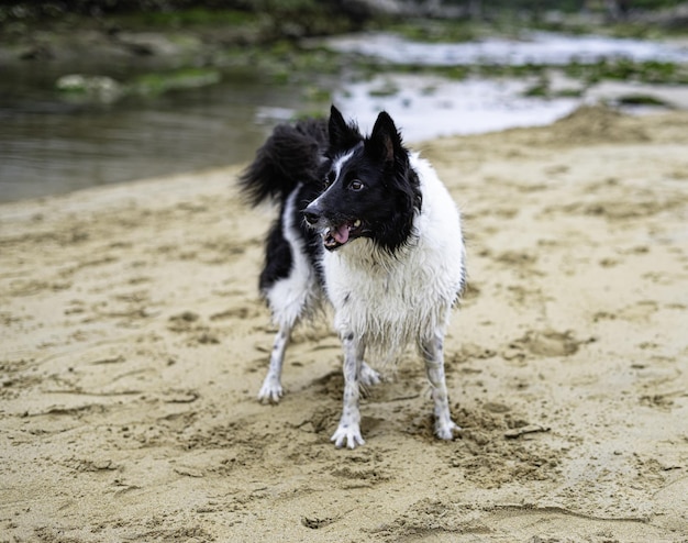 Kostenloses Foto selektive fokusaufnahme eines hundes, der in der nähe eines flusses spielt