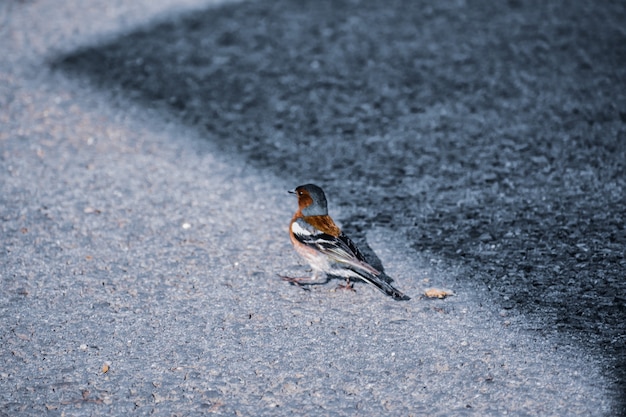 Selektive Fokusaufnahme eines kleinen Singvogels namens Buchfink, der auf dem Boden thront