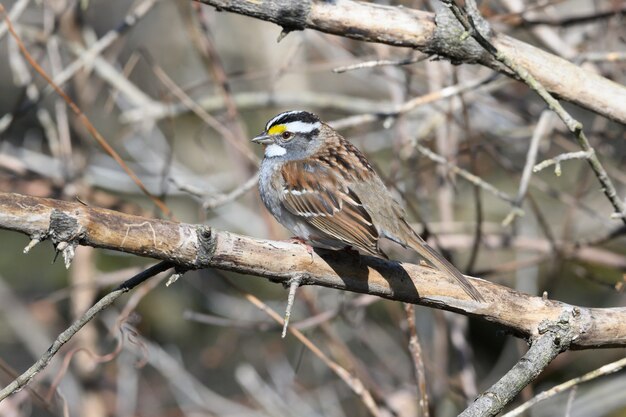 Selektive Fokusaufnahme eines kleinen Vogels, der auf dem Ast eines Baumes in einem Wald sitzt