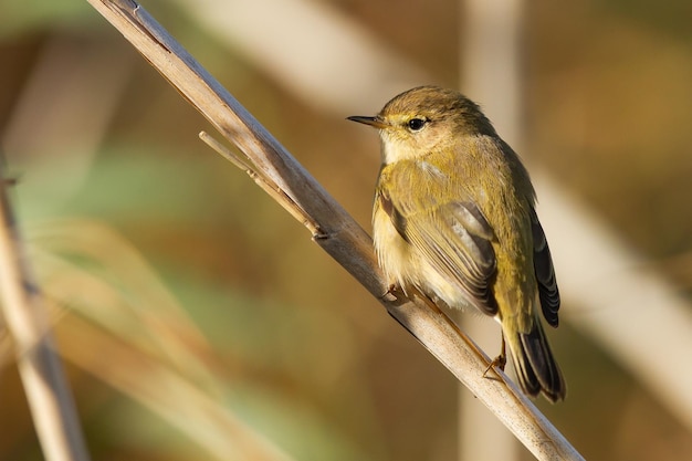 Kostenloses Foto selektive fokusaufnahme eines kleinen weidensängers mit weißem bauch auf einem ast