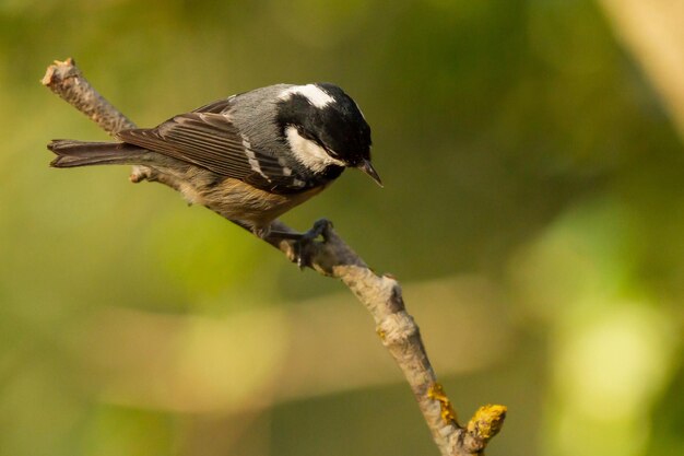 Selektive Fokusaufnahme eines Kohlmeisevogels, der auf einem Ast sitzt