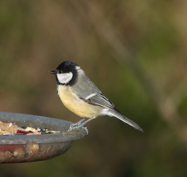 Selektive Fokusaufnahme eines Kohlmeisevogels, der auf einem Brunnen sitzt