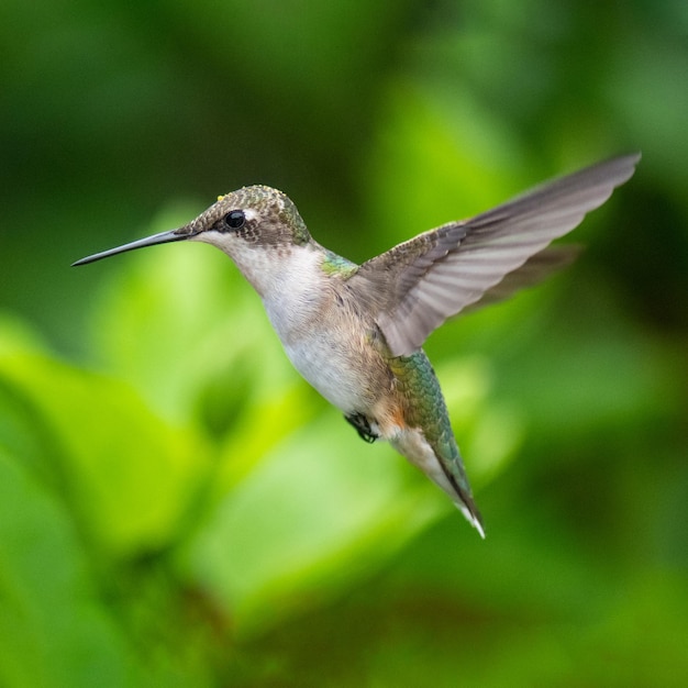 Selektive Fokusaufnahme eines Kolibris im Flug