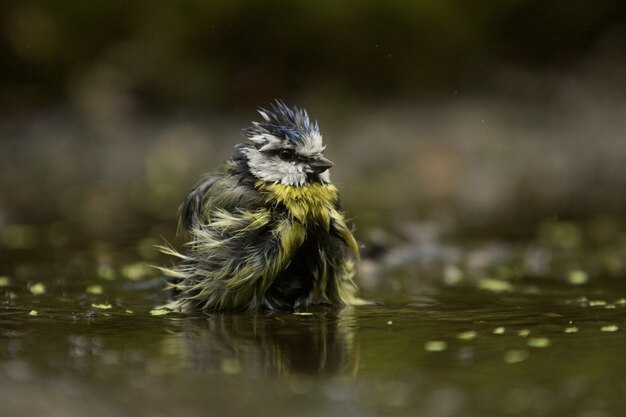 Selektive Fokusaufnahme eines lustigen Blaumeisevogels