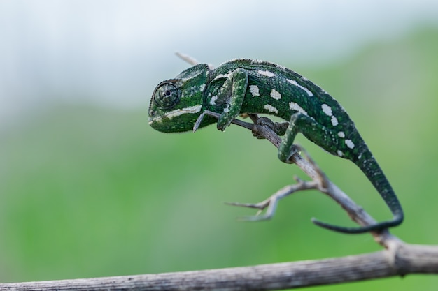 Kostenloses Foto selektive fokusaufnahme eines mediterranen chamäleons, das auf einem fenchelzweig geht