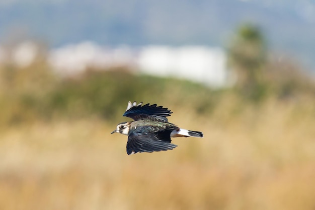 Selektive Fokusaufnahme eines nördlichen Kiebitz- oder Vanellus vanellus-Vogels, der bei Tageslicht fliegt
