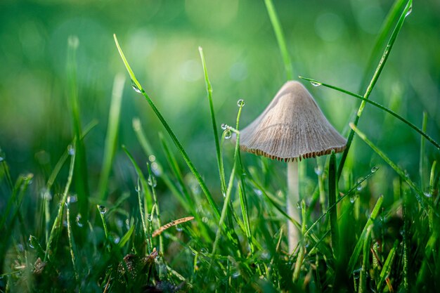 Selektive Fokusaufnahme eines Pilzes, der im Gras wächst, gefangen in Oppeln, Polen