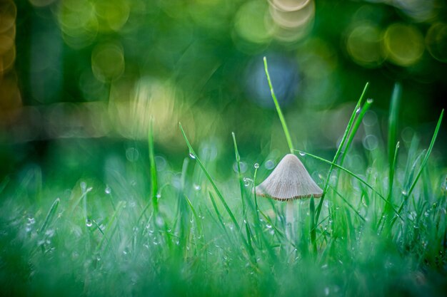 Selektive Fokusaufnahme eines Pilzes, der im Gras wächst, gefangen in Oppeln, Polen